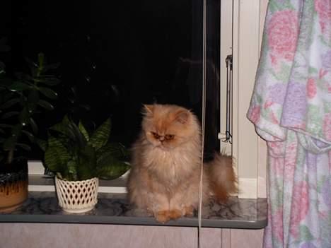 Perser Belle - Belle I vindueskarmen billede 15