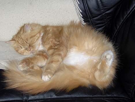 Blanding af racer Perle billede 9