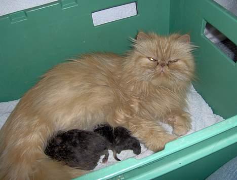 Perser Sille(død) - Mine 3 små killinger og mig selv.... billede 12