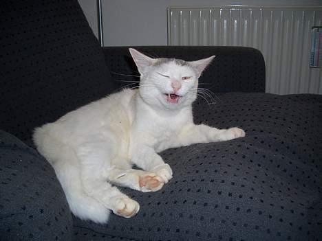 Blanding af racer Ib - Miauuuv billede 18