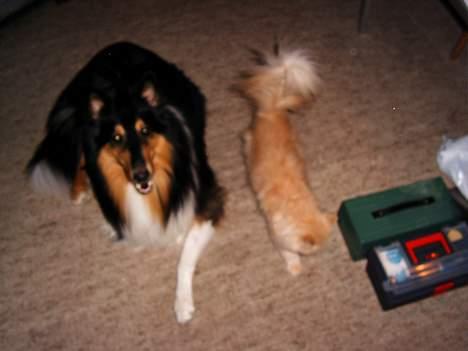 Perser Belle billede 16