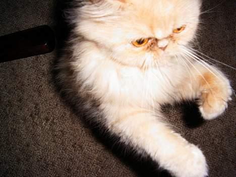 Perser Belle - Skal vi slås billede 17