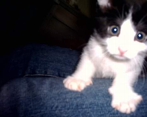 Huskat Bisse billede 1