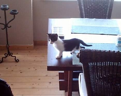 Huskat Bisse - lille bisse....tænk han har været så lille billede 3