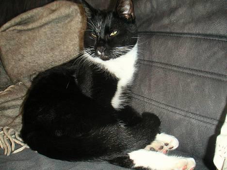 Huskat Mischka - kong Mischka billede 1