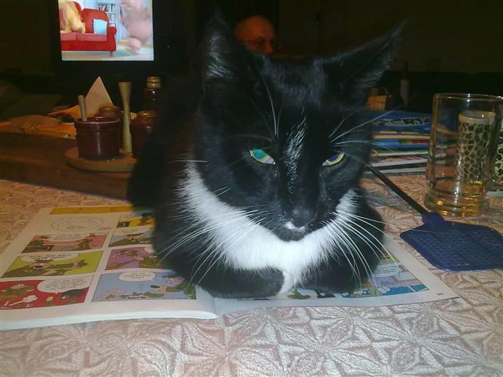 Huskat Mischka - Jamen du skal jo ikke læse tegneserier når du kan kæle mig  billede 2