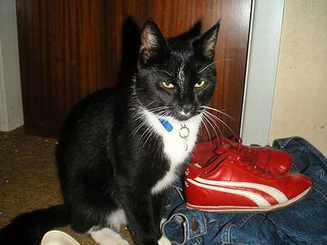 Huskat Mischka - Helles søsters sko matcher da lige til mig billede 3