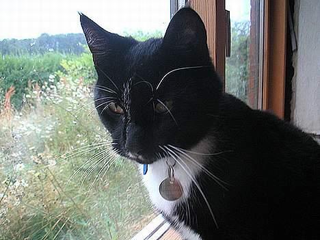 Huskat Mischka billede 4