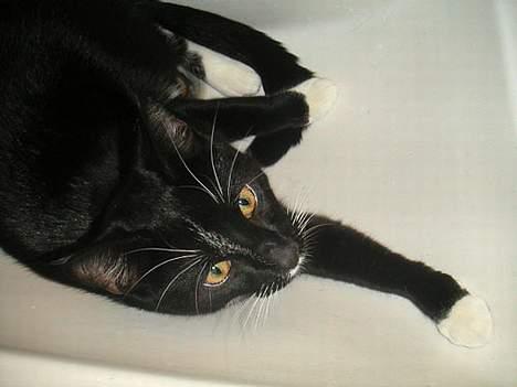 Huskat Mischka billede 5