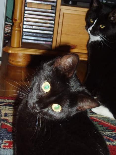 Huskat Bambi - Bambi skakker på hode.. du ser Ask i bakgrunnen.. det er ein katt vi hadde, men han stakk av og vi fant han ikkje igjen.. =( billede 11