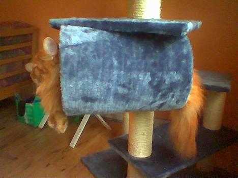 Maine Coon Redneck - Jeg kunne godt være her!!! Haha, Stephanie! billede 1