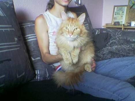 Maine Coon Redneck - Kæmpe kat.. Mig der sidder med ham.. Og han er IKKE færdig med at vokse endnu!!! billede 2