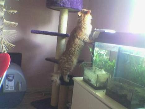 Maine Coon Redneck - Han er utrolig lang når han står på 2 ben! billede 3