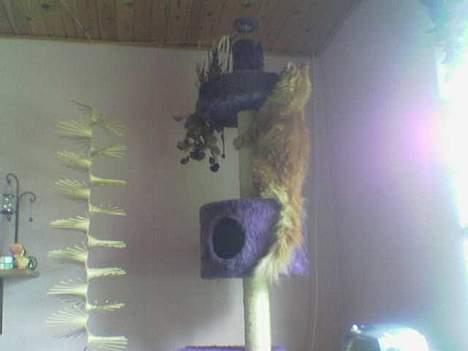 Maine Coon Redneck - Strækker sig heeelt op til loftet! billede 4