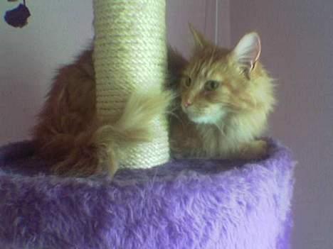 Maine Coon Redneck - Hans første dag i hjemmet.. billede 5