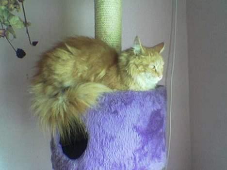 Maine Coon Redneck - Også hans første dag.. Lettere skræmt! billede 6