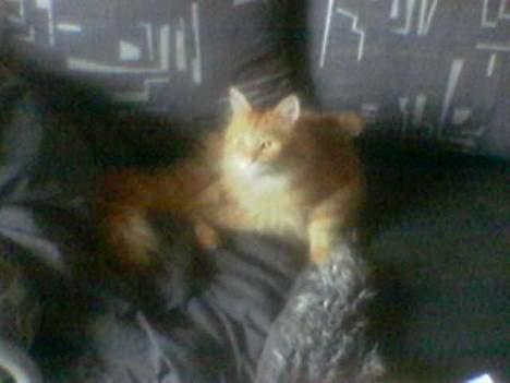 Maine Coon Redneck - Hva dælen! Må man ikke engang gøre sig ren længere?!!!!! billede 7