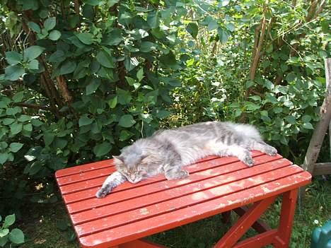 Maine Coon Elliot Charmander Iversen billede 15