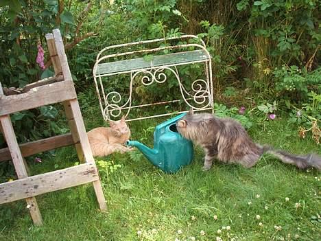 Maine Coon Elliot Charmander Iversen - Du må vente til jjeg er færdig  billede 16