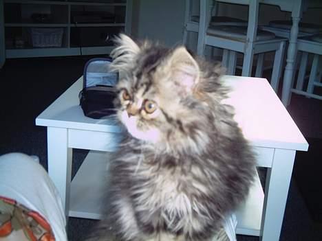 Perser Snøfte *død* - Sidder og kigger lidt hos mor billede 14