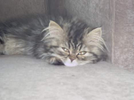 Perser Snøfte *død* - Slapper af i sofaen billede 15