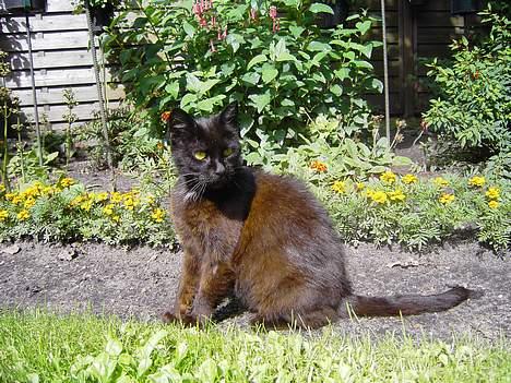 Blanding af racer Åberg  billede 10