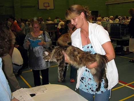 Maine Coon Evita - Evita hos dommer i Dragør billede 6