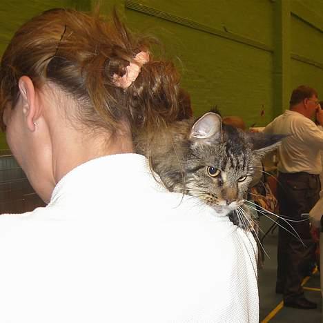 Maine Coon Evita - så er vi færdig så er det godt at putte ved mor billede 7