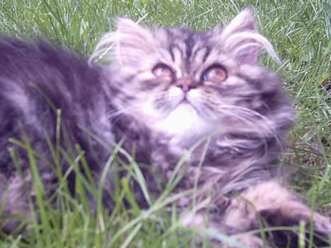 Perser Snøfte *død* billede 16