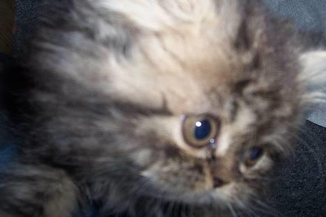 Perser Snøfte *død* billede 17