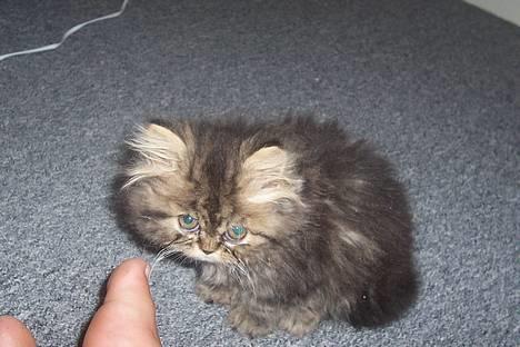 Perser Snøfte *død* billede 18