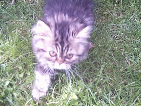 Perser Snøfte *død* billede 19