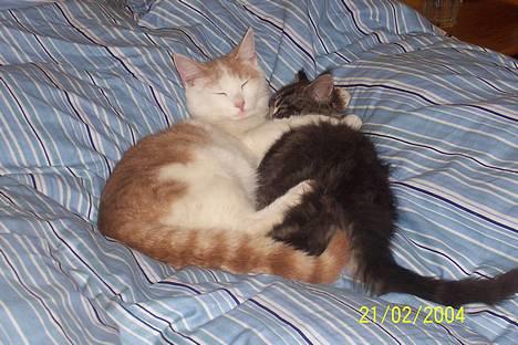 Blanding af racer Müsli - puttekat ^..^ billede 1