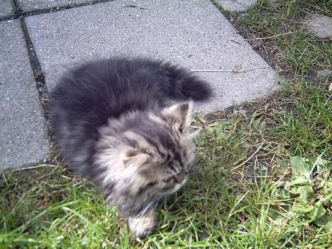 Perser Snøfte *død* billede 20