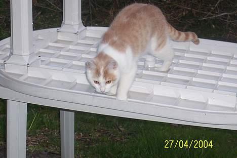 Blanding af racer Müsli - Müsli leger på havebord, er sandsynligvis ved at snige sig ind på kingo hund :) billede 2