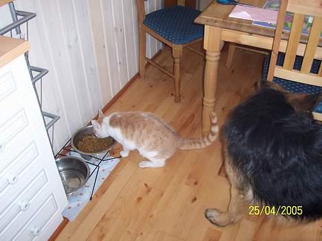 Blanding af racer Müsli - Müsli nyder kingo hundens mad :) de deler alt. billede 3