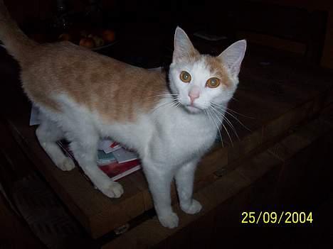 Blanding af racer Müsli - Så sød og begavet en kat. billede 4