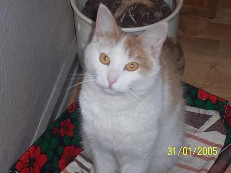 Blanding af racer Müsli - hehe müsli med "puppydog eyes"  billede 5