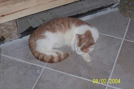 Blanding af racer Müsli - Müsli sover på køkkengulv billede 6