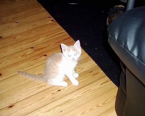 Blanding af racer Müsli - müsli da han ankom her, ca 12 uger gammel. billede 7