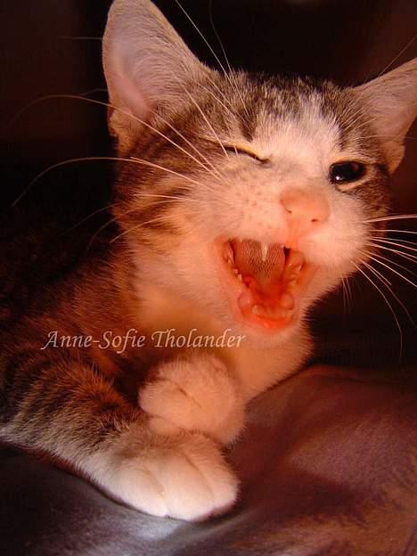 Huskat Mille - bemærk at den ene hjørnetand mangler.. Mille var ved at tabe sine mælketænder.. billede 4
