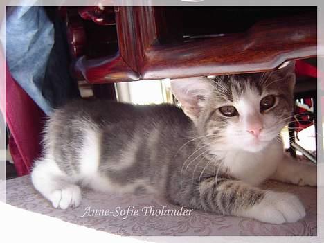 Huskat Mille billede 6