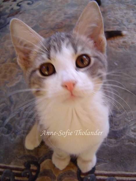 Huskat Mille billede 7