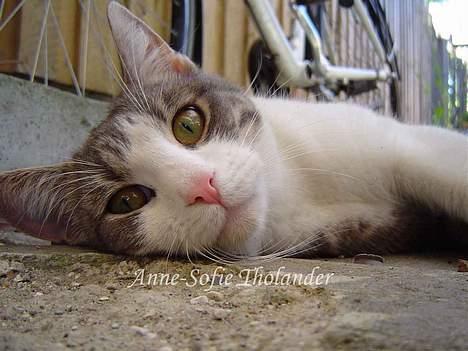 Huskat Mille billede 9