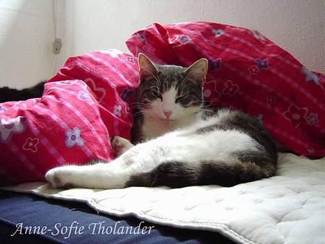Huskat Mille billede 10