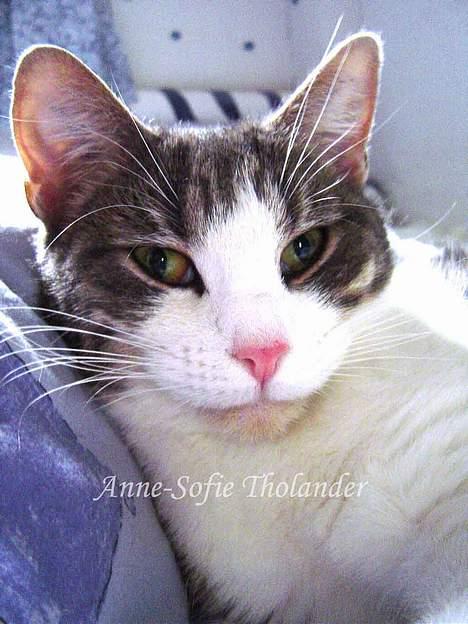 Huskat Mille billede 11
