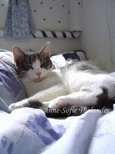 Huskat Mille billede 14