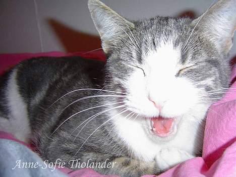 Huskat Mille - gaaaab.. billede 15