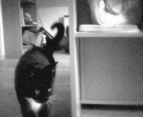 Blanding af racer Oliver  - Oli, på vej hen til cameraet, og overfalde en lille ledning :´D billede 4