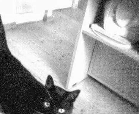 Blanding af racer Oliver  - Hallo!! jeg er HERNEDE :D billede 6